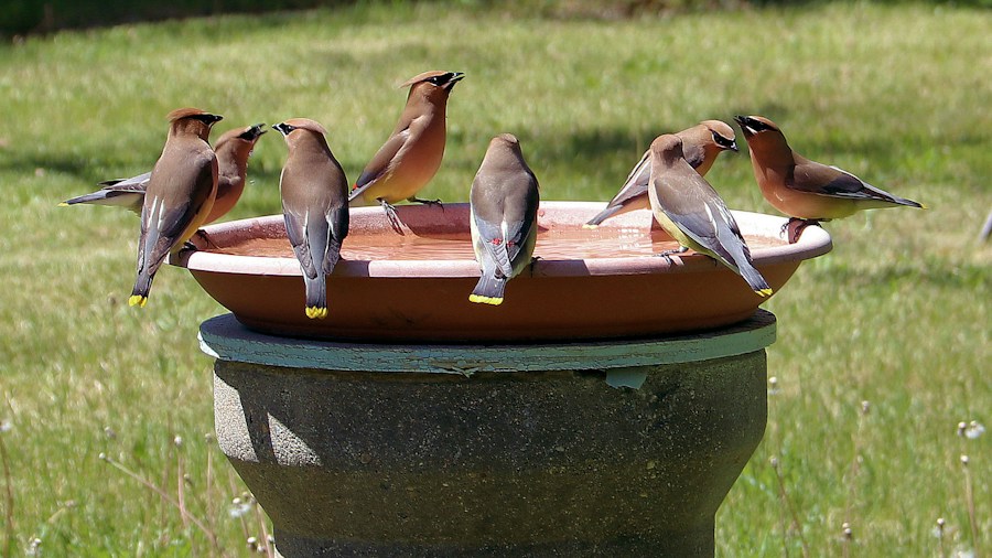 Farm Innovators Heated Bird Bath Launches as Winter Essential: What Buyers Should Know 2 heated bird bath deck installation