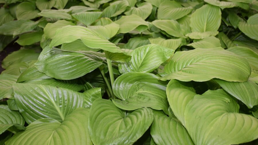 hosta shade garden planting