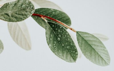7 Tips to Prevent and Eliminate Spider Mites on Your Houseplant Collection