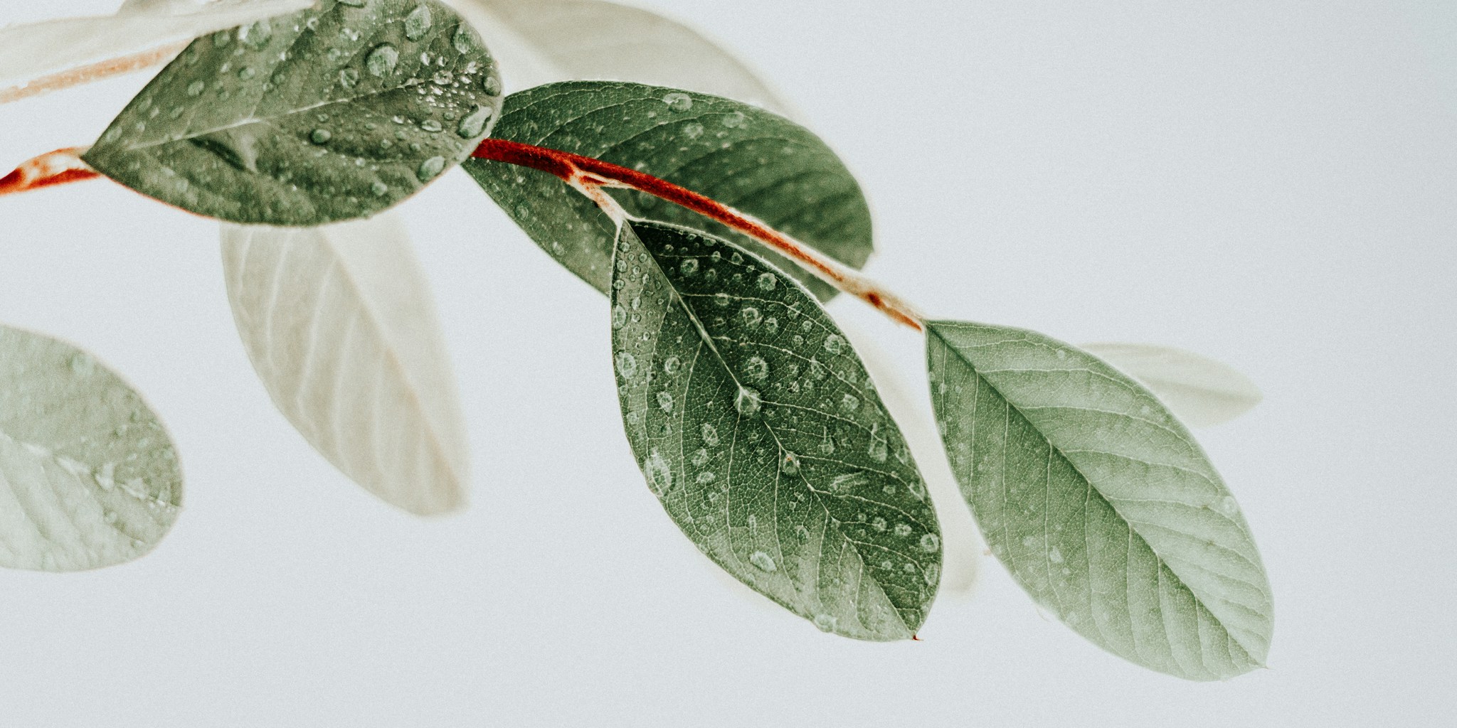 7 Tips to Prevent and Eliminate Spider Mites on Your Houseplant Collection