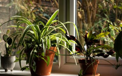 Stop Your Houseplant from Drying Out in Summer