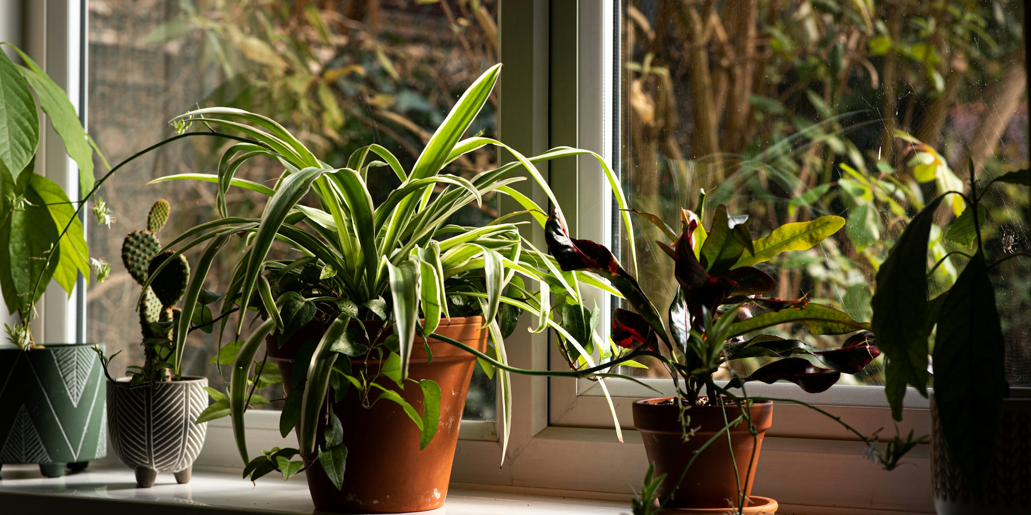 Stop Your Houseplant from Drying Out in Summer