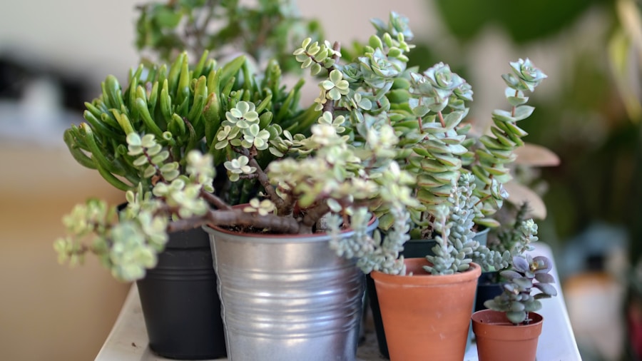 5 Ways to Stop Your Houseplant from Drying Out in Hot Weather 1 humidity tray pebbles indoor plant