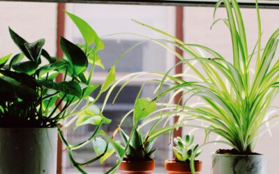 6 September Houseplant Care Tips