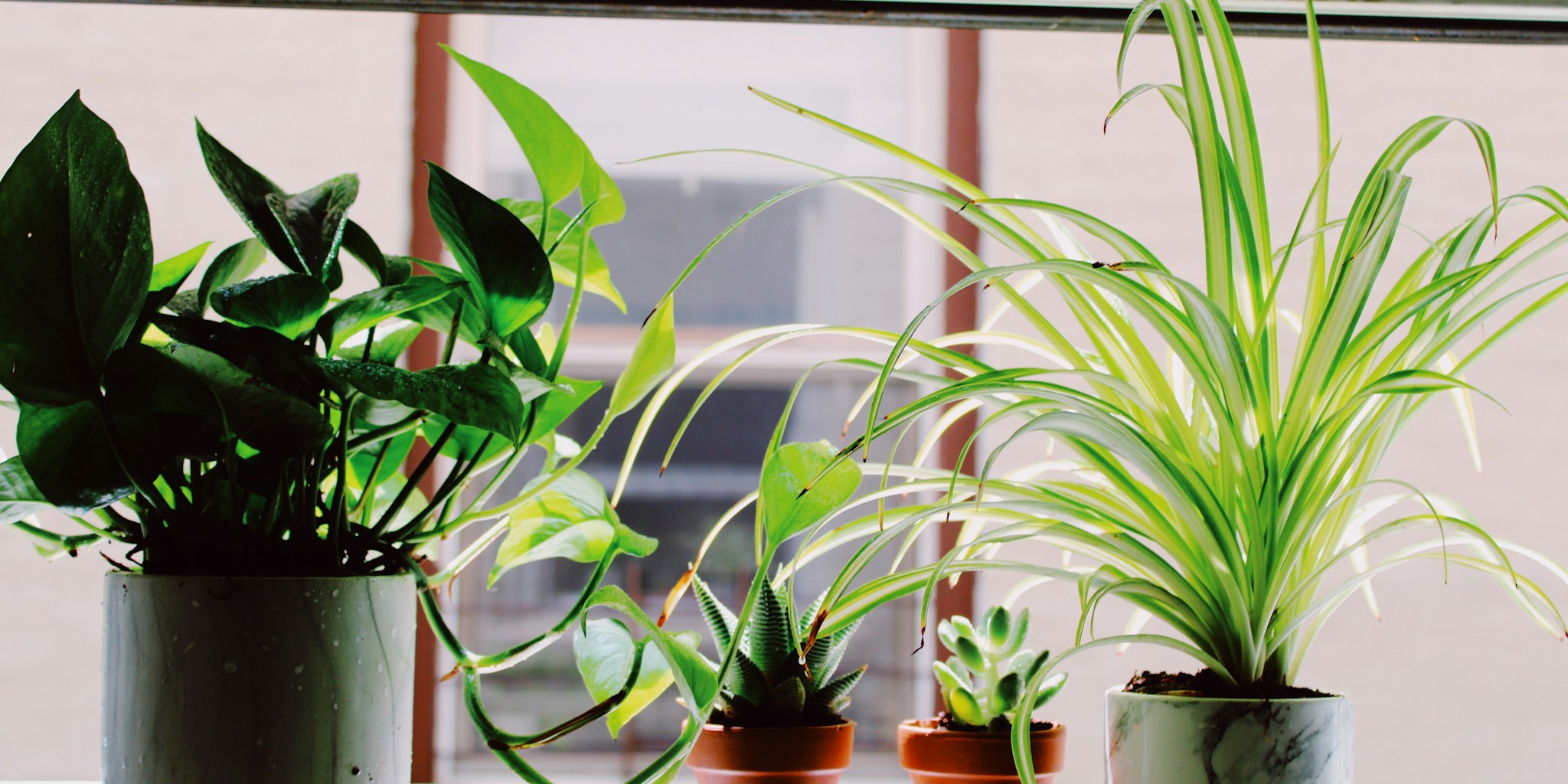 6 September Houseplant Care Tips