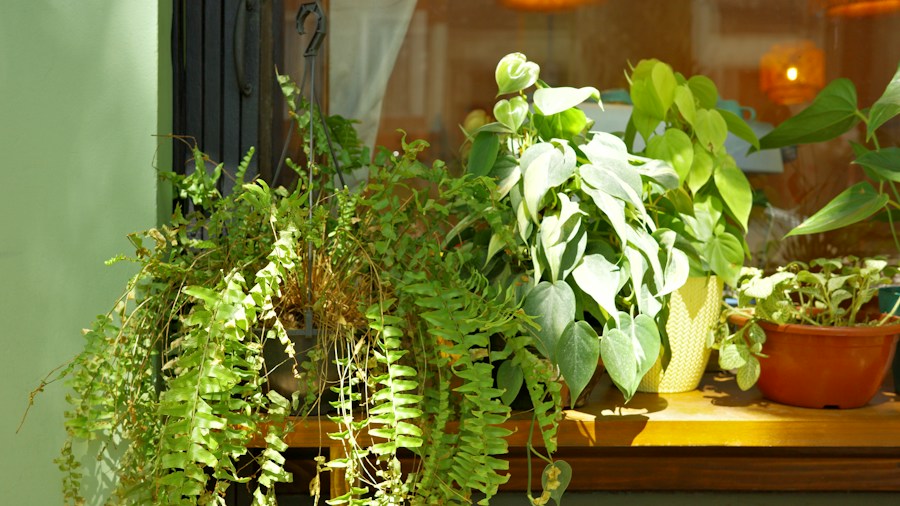 No-Drill Curtain Rod Solution Gains Traction Among Renters and Homeowners 2 indoor plants hanging display