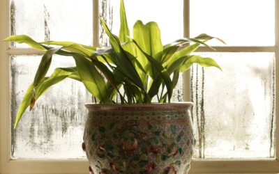 Living Plant Curtains Replace Fabric Window Coverings