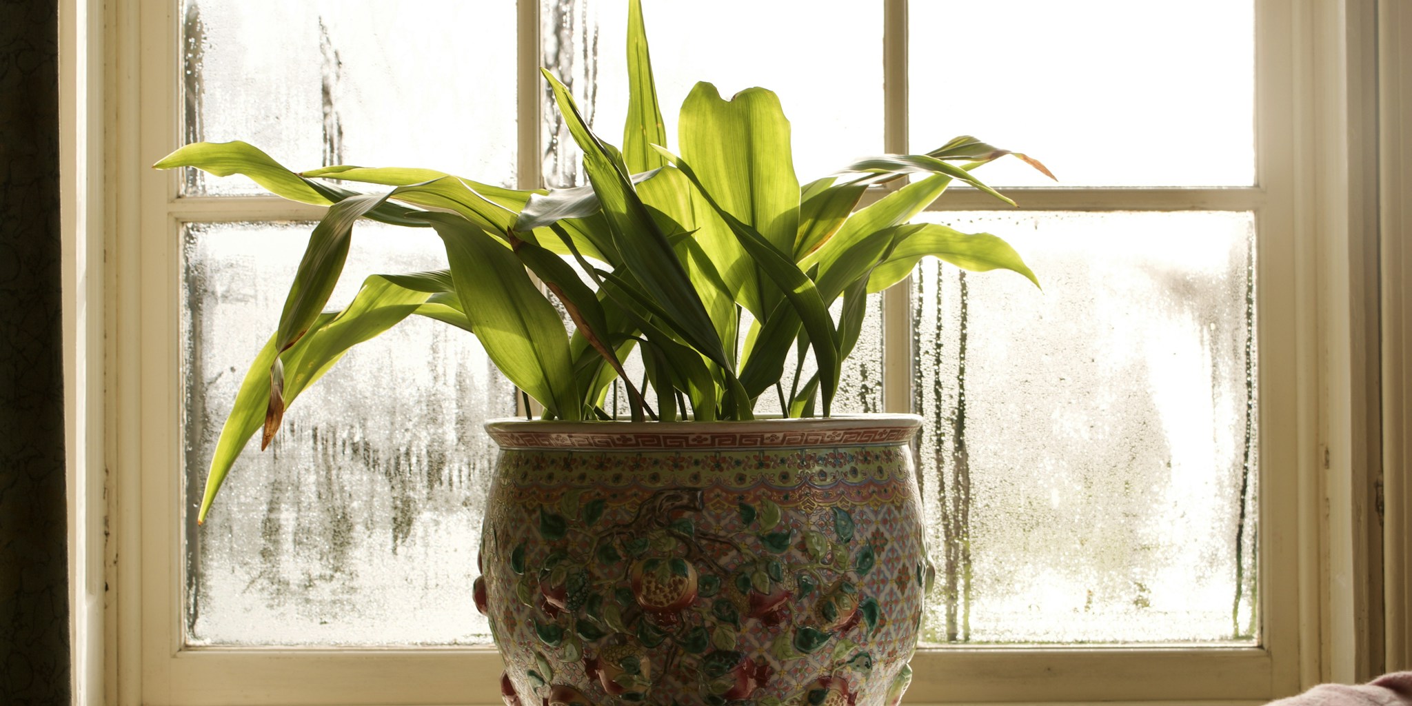 Living Curtains Are Here: A Gardener’s Alternative to Fabric Window Coverings