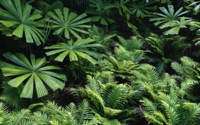 California Garden Design Trends: What Homeowners Should Know