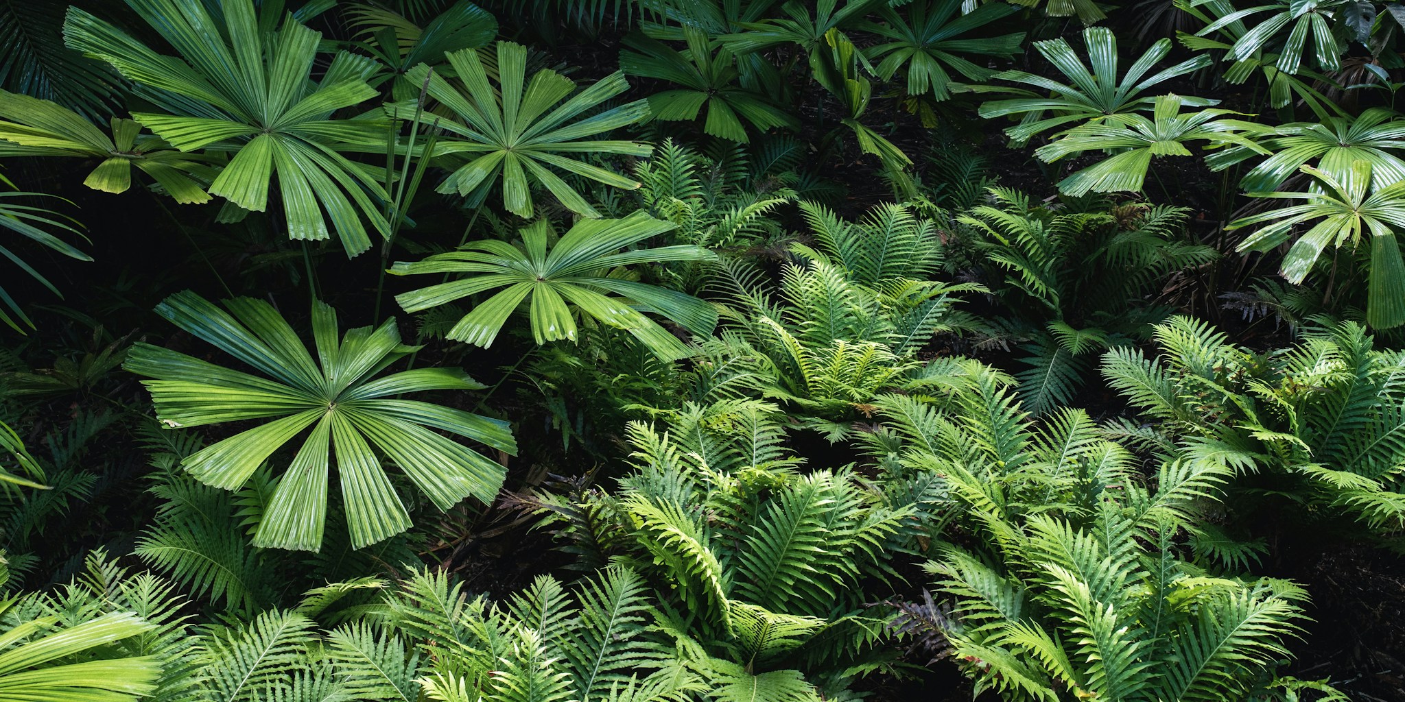 Building Your Own Garden Paradise: Design Lessons from California