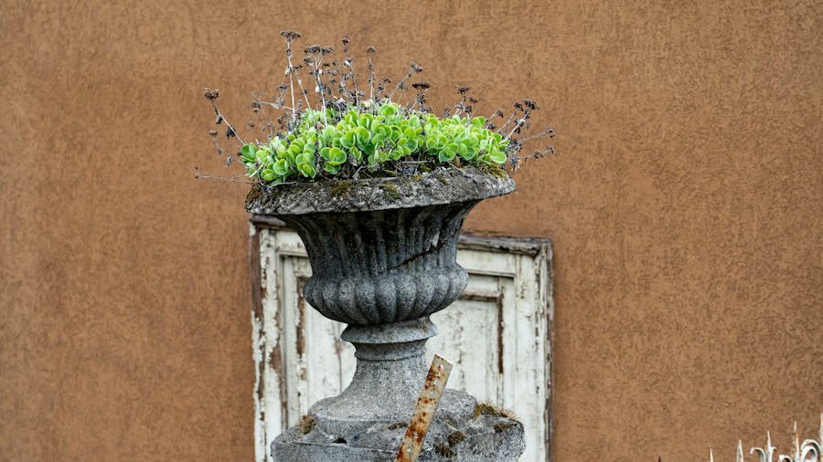 magenta begonias weathered urn patio