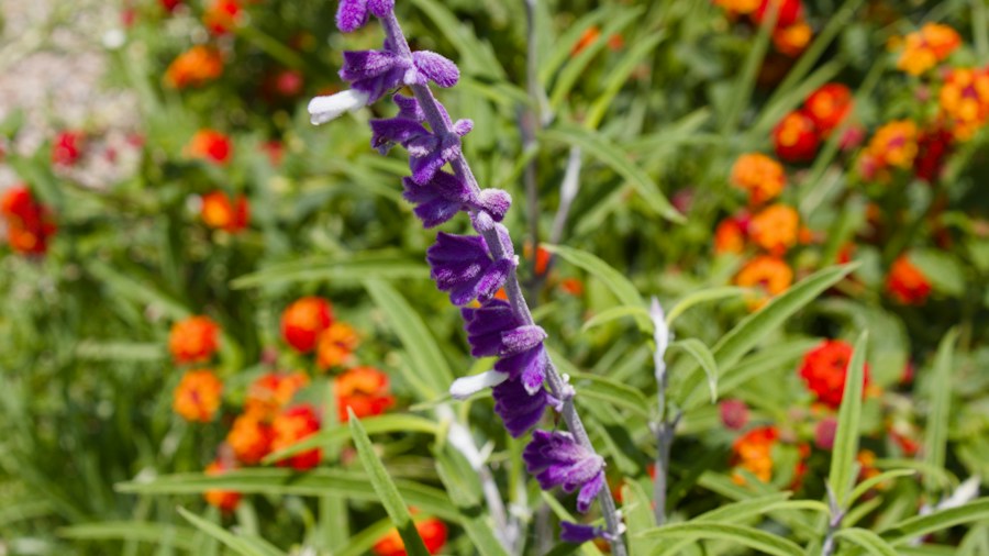 Purple Fall Flowers for Hummingbirds: 5 Must Grow Plants for Your Garden 1 Mexican bush sage purple flowers