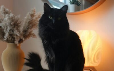 Designer Scratchers Reshape Pet Furniture Market