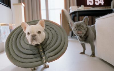 Pet Furniture Gets a Design Upgrade: What Shoppers Should Know