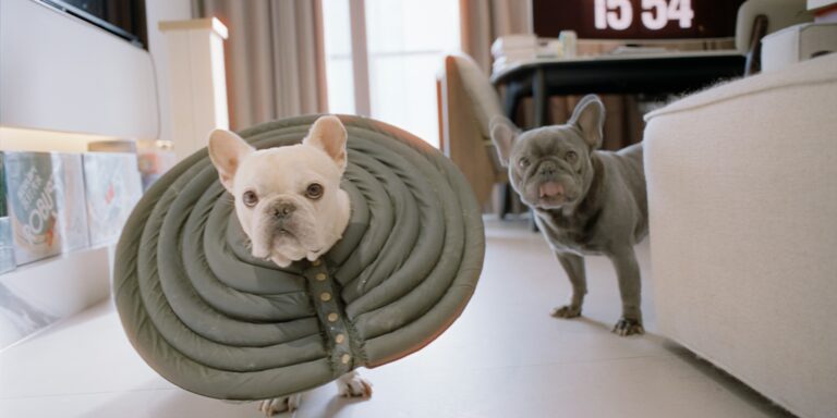 modern furniture pet owners home