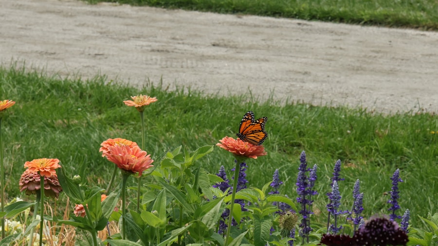 Community Garden Transformation: What Shoppers Should Know About Urban Growing 1 native perennial garden butterfly beds
