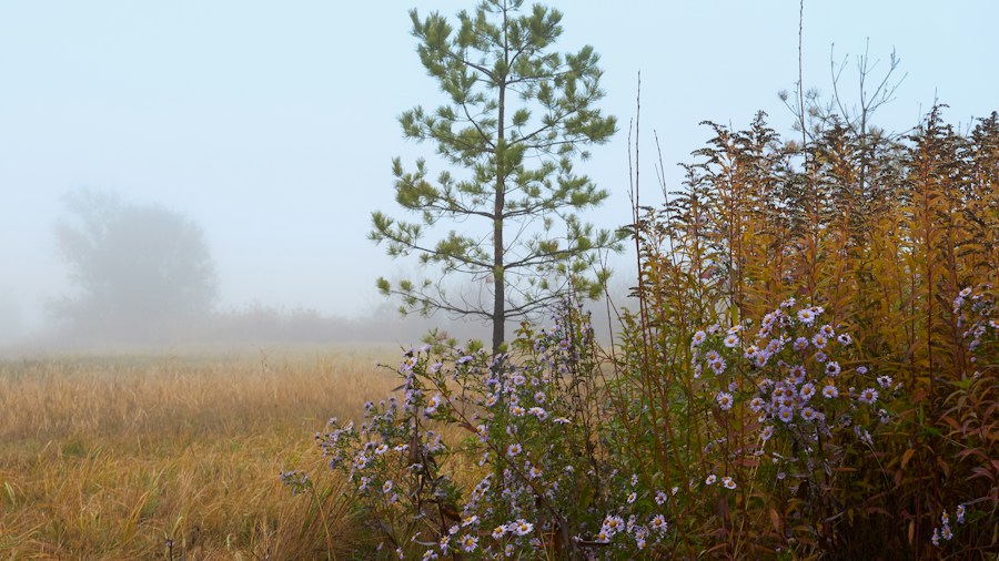 native wildflowers goldenrod asters