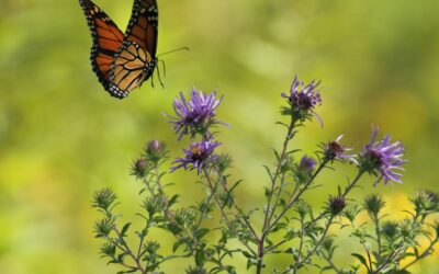 August Is Prime Time for Planting Self-Seeding Flowers for Pollinators