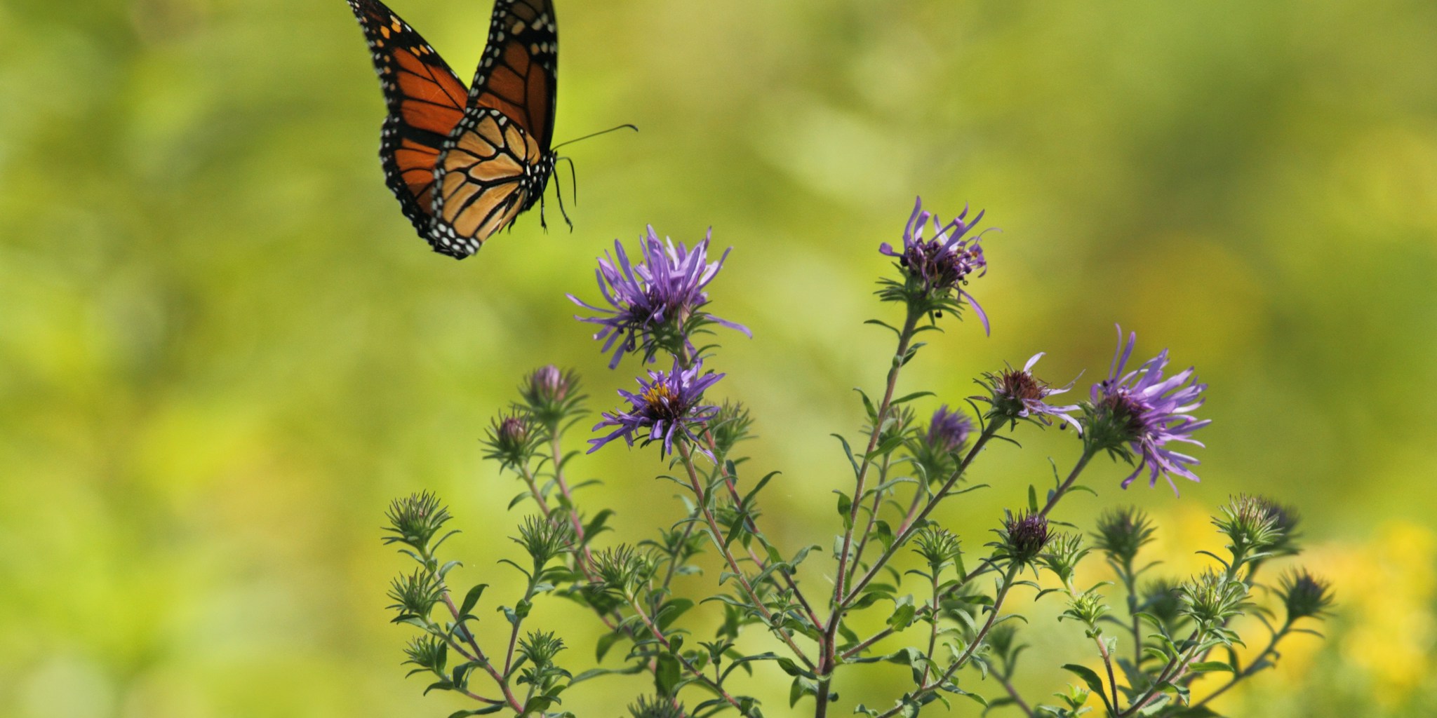 August Planting Guide for Long-Lasting Pollinator Gardens