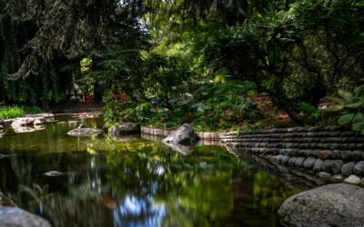 Natural Pool Gardens: The New Backyard Trend Shoppers Should Know