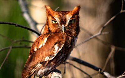Owl Nesting Boxes and Garden Design: What Fall Gardeners Should Know