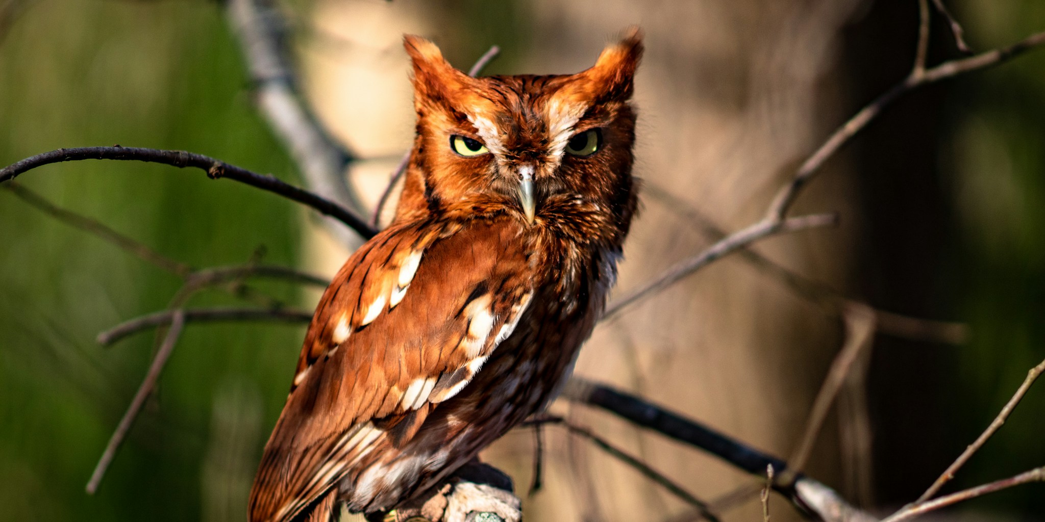 Owl Nesting Boxes and Garden Design: What Fall Gardeners Should Know