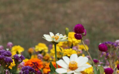 September Planting: Best Perennials and Bulbs to Buy Now