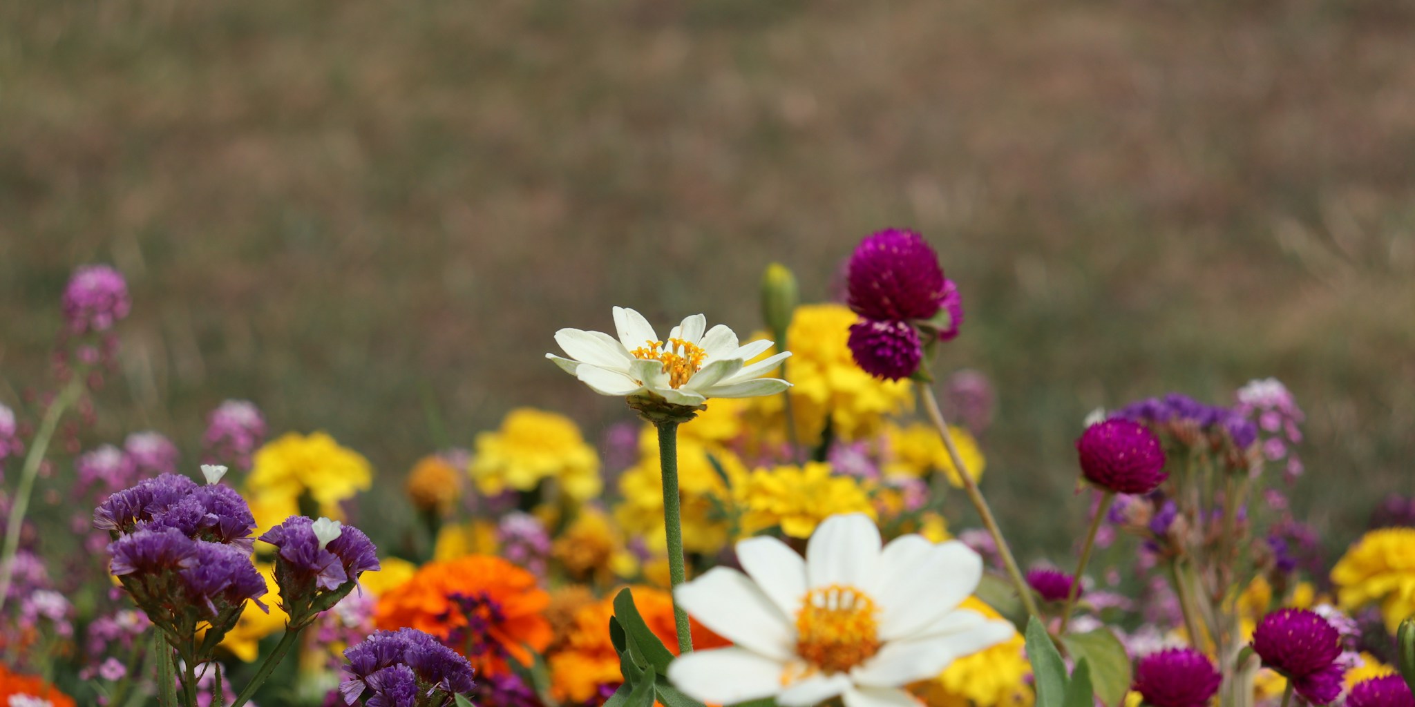 September Planting: Best Perennials and Bulbs to Buy Now