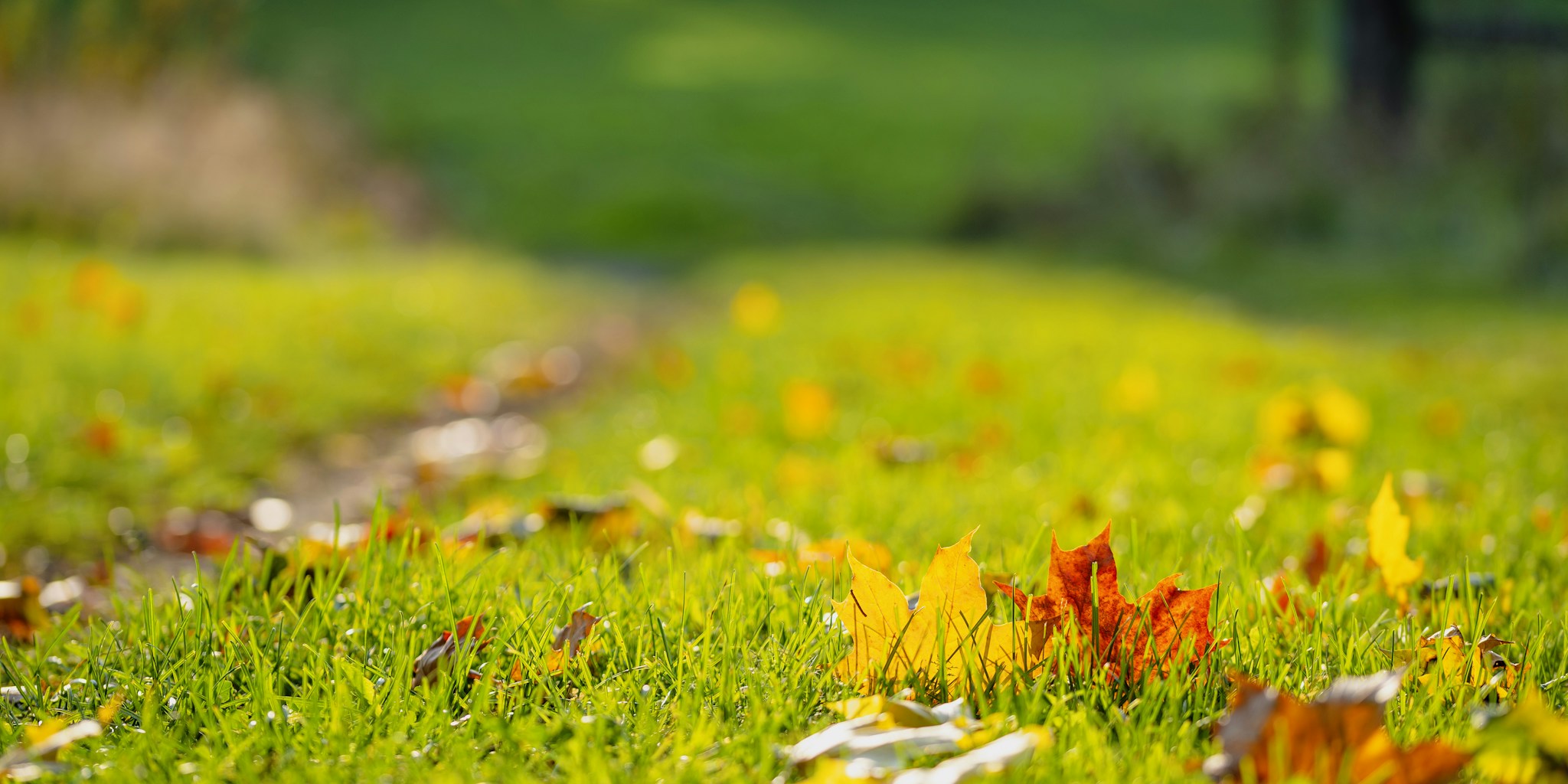 Budget-Friendly Leaf Scoops Transform Fall Yard Cleanup