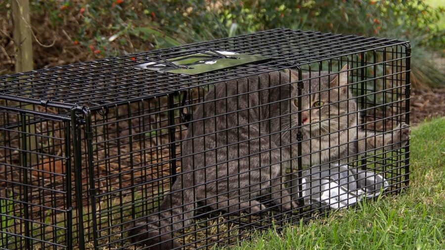 pest control trap inspection