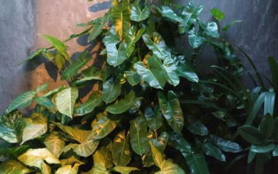 The Perfect Houseplant for AC Homes