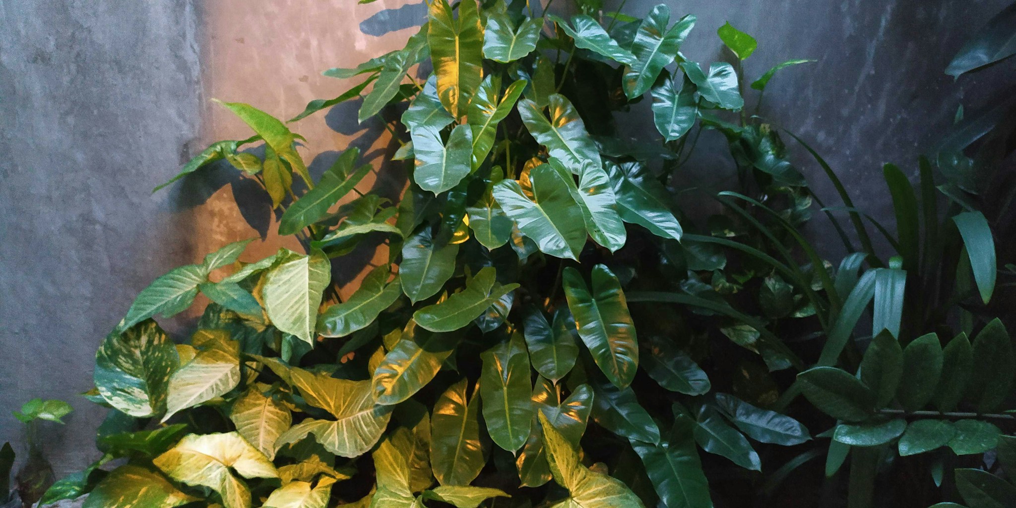 Why Philodendrons Are the Best Houseplant for Air Conditioned Homes