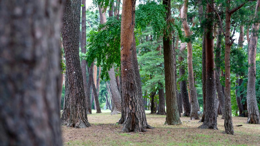 pine forest woodland peaceful