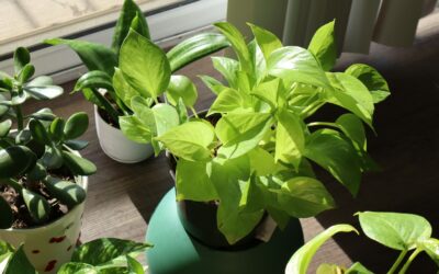 8 Houseplant Varieties That Thrive When Root-Bound: A Buyer’s Guide
