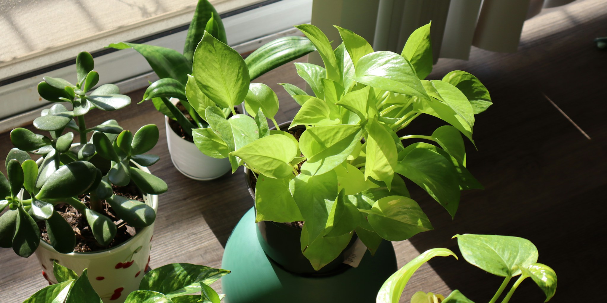 8 Houseplants That Love Being Root-Bound