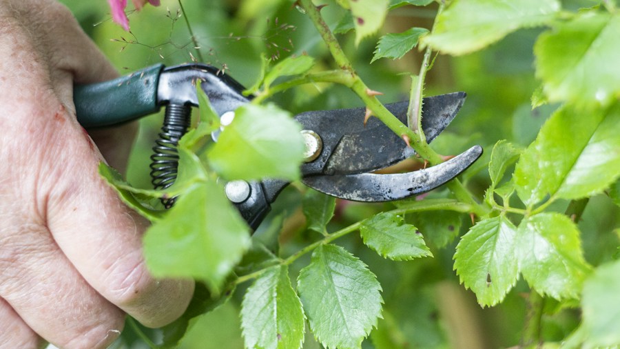 7 Tips to Prevent and Fix Leggy Houseplant Growth in Fall 1 pruning houseplant stems carefully