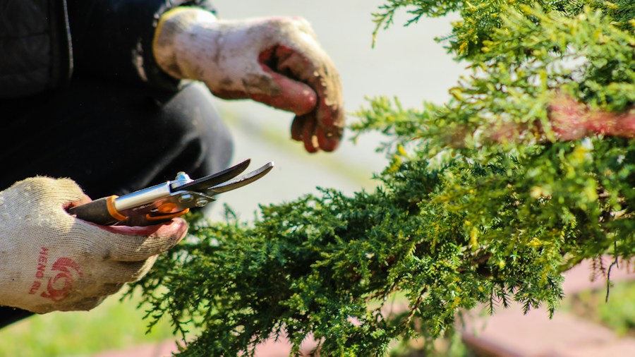 Beautyberry Shrub Sale and Fall Planting: What Gardeners Should Know 2 pruning shrub garden spring maintenance