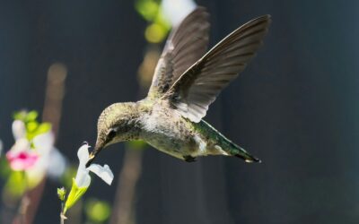 Purple Fall Flowers for Hummingbirds: 5 Must Grow Plants for Your Garden