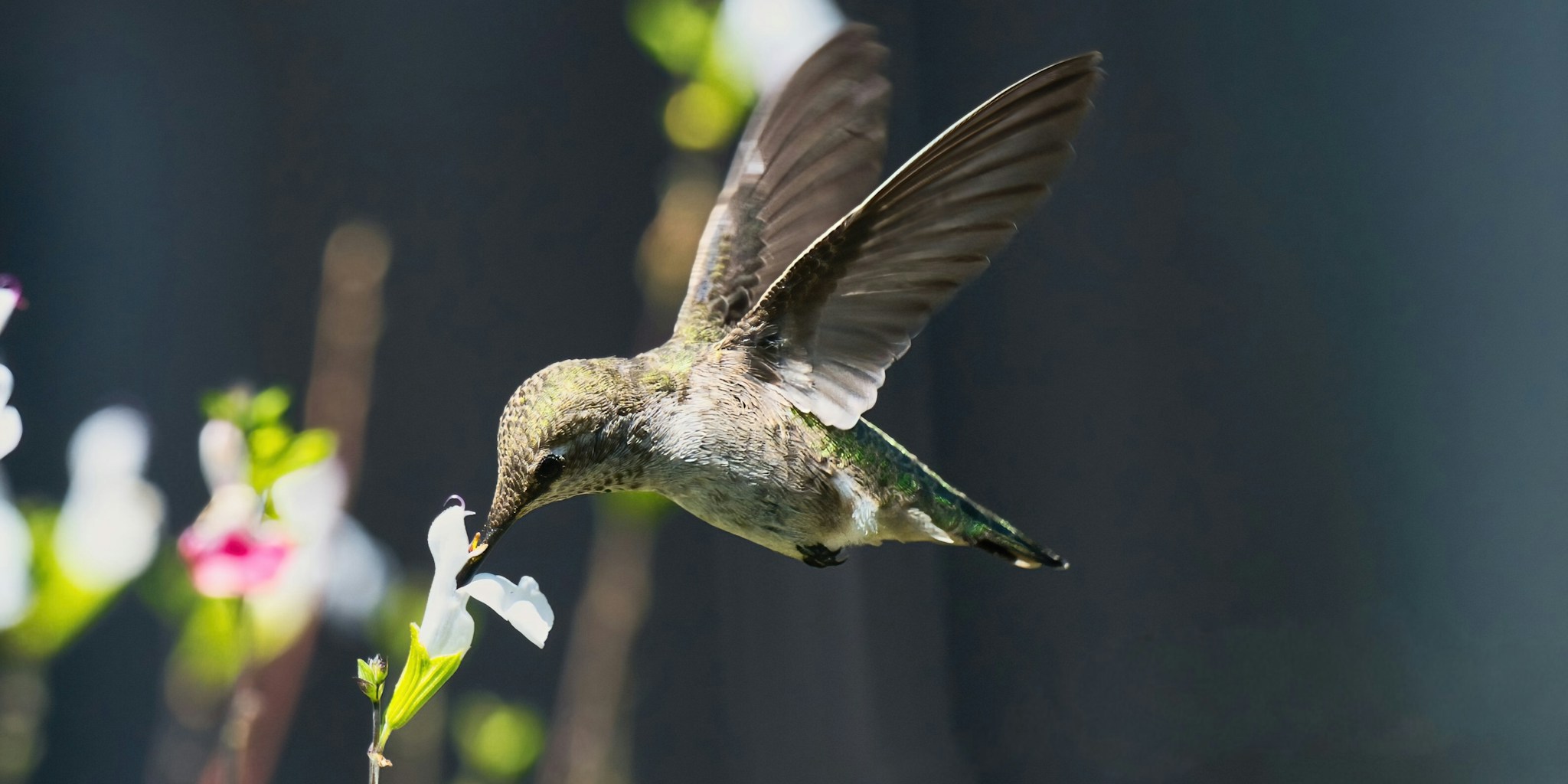 Purple Fall Flowers for Hummingbirds: 5 Must Grow Plants for Your Garden