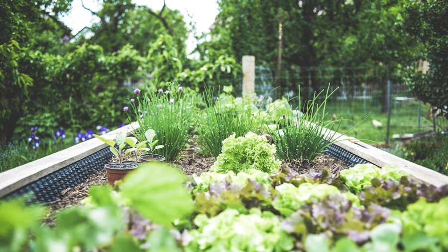 Community Garden Transformation: What Shoppers Should Know About Urban Growing 2 raised bed vegetable garden urban