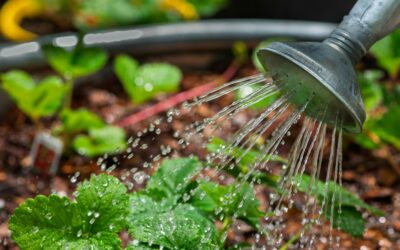 Smart Raised Bed Irrigation Systems Are Changing Summer Gardening: What Shoppers Should Know