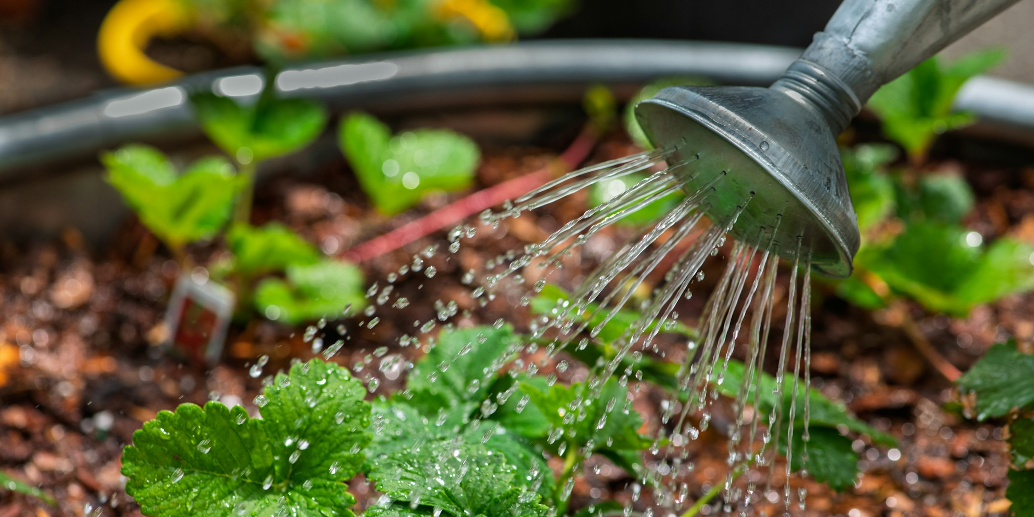 Built-In Irrigation Beds Simplify Summer Gardening
