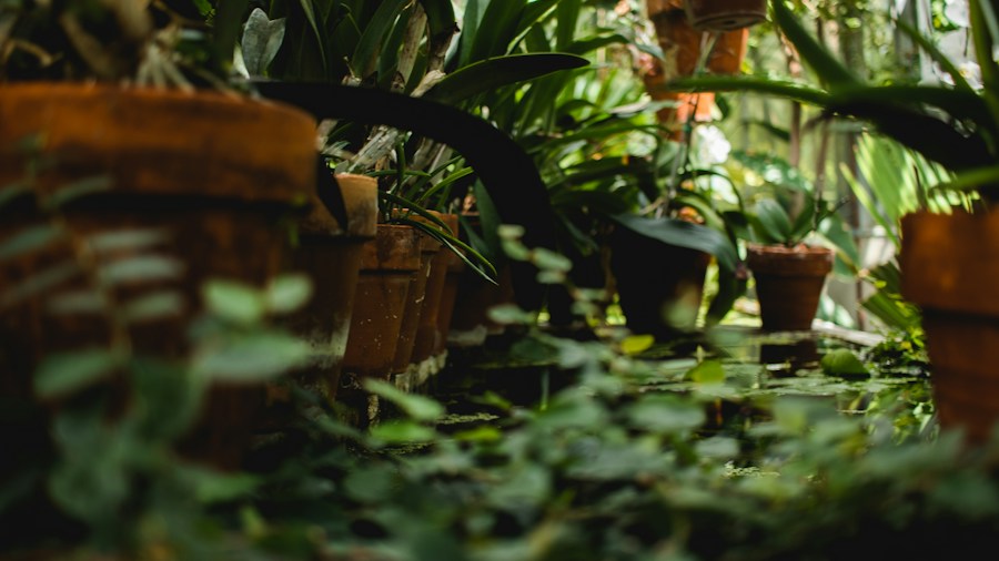 7 Tips to Prevent and Fix Leggy Houseplant Growth in Fall 2 rotating potted plants indoor setup