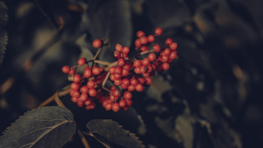 September Pruning Mistakes: Seven Perennials and Shrubs Buyers Should Leave Alone 1 serviceberry viburnum berries fall
