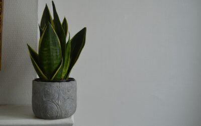 October Snake Plant Care: 5 Tasks to Do Now