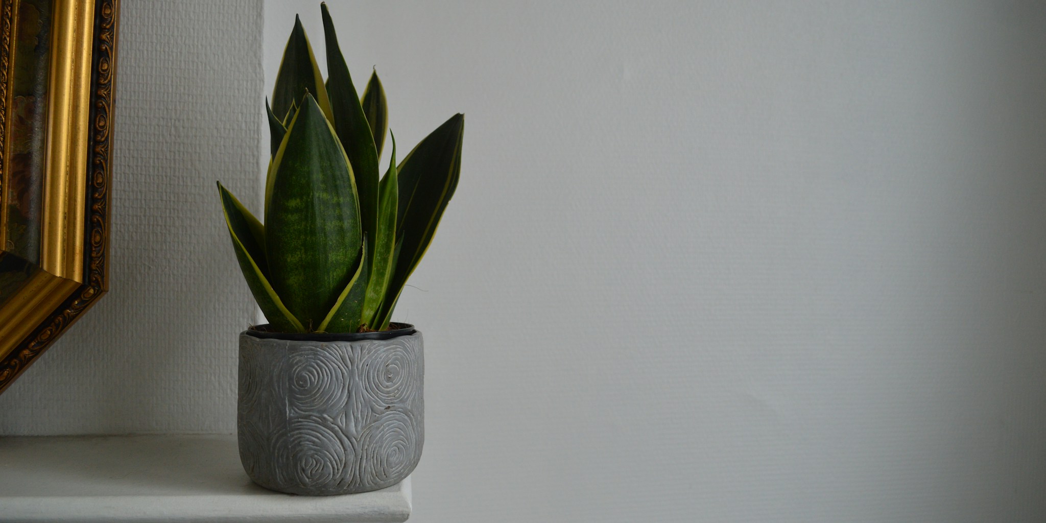 October Snake Plant Care: 5 Tasks to Do Now