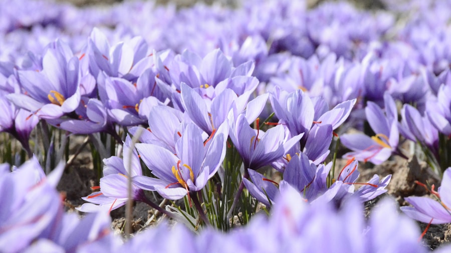 September Planting Guide: What Buyers Should Know About Fall Perennials and Bulbs 1 spring bulbs daffodils crocuses