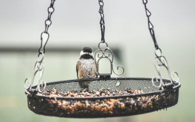 IKEA Serving Bowls Transform Into $10 Bird Feeder