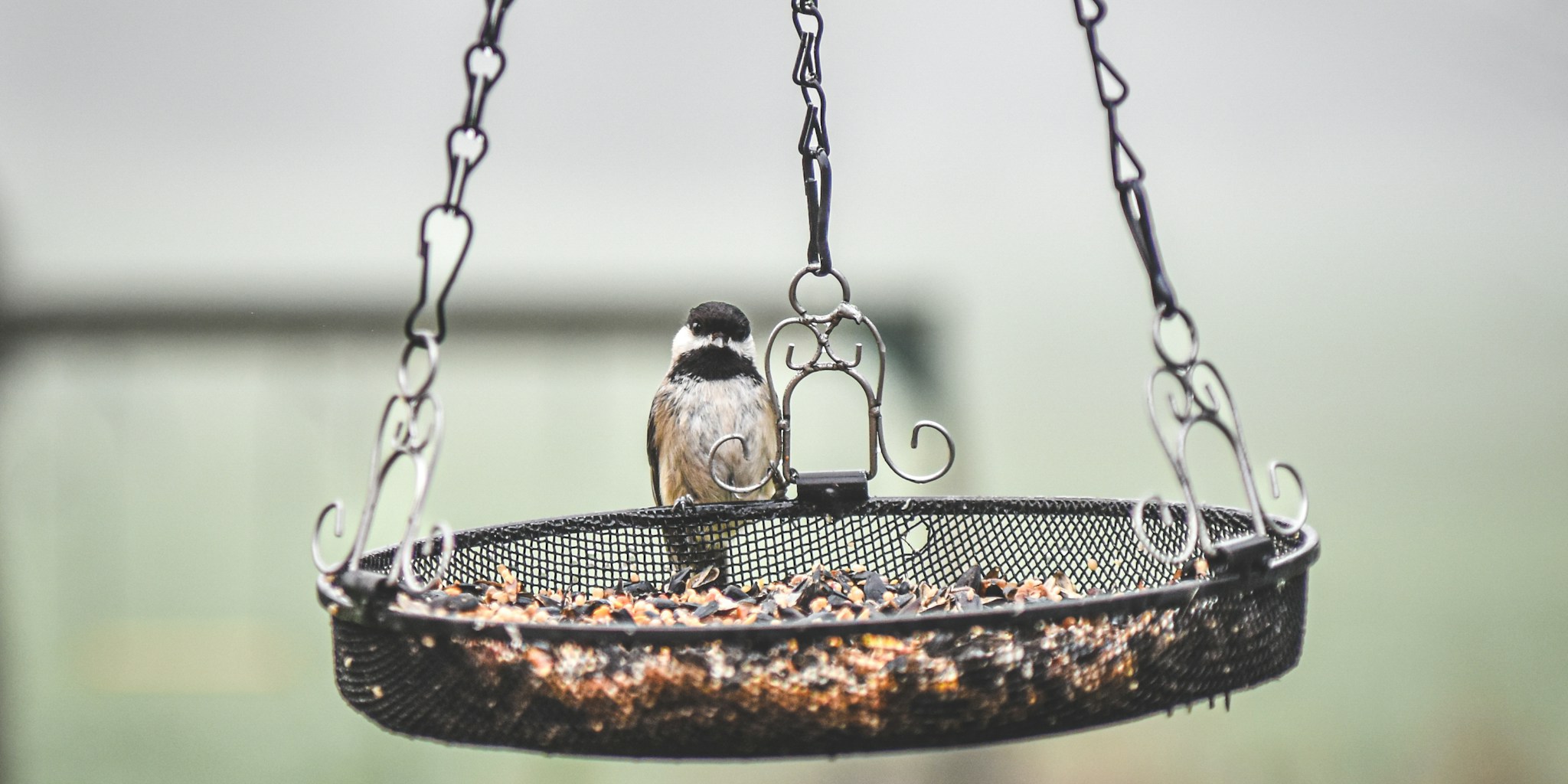 IKEA Serving Bowls Transform Into $10 Bird Feeder