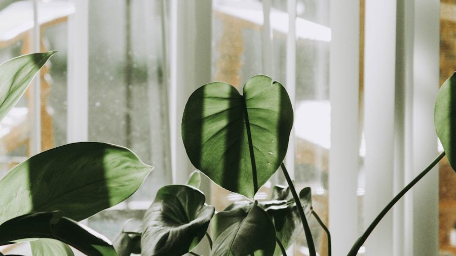 Living Curtains Are Here: A Gardener's Alternative to Fabric Window Coverings 1 trailing houseplants cascading down window